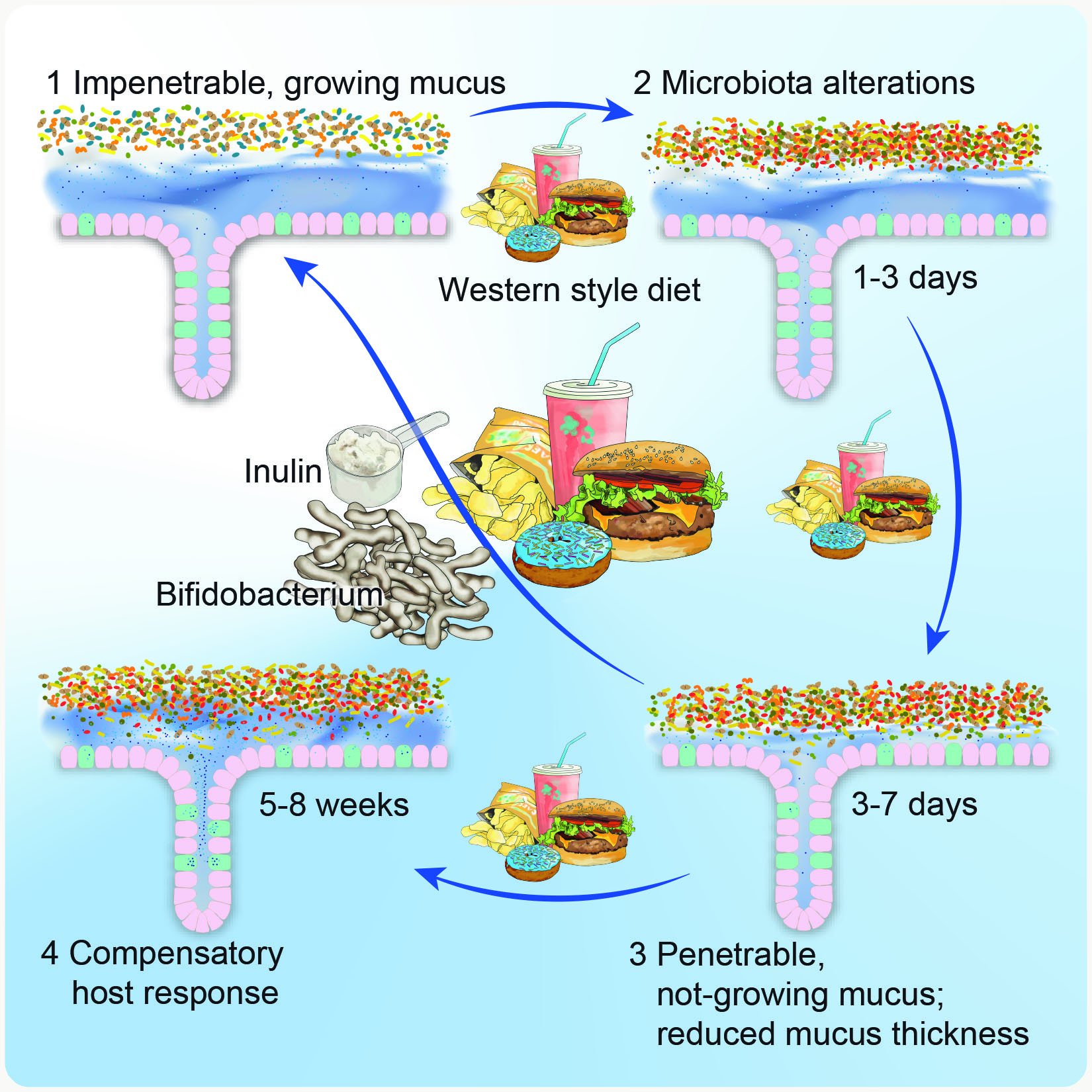 Bifidobacteria or Fiber Protects against Diet-Induced Microbiota-Mediated Colonic Mucus Deterioration